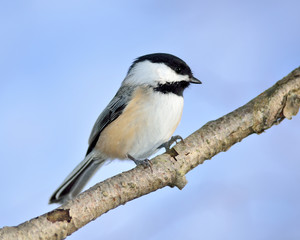 Black-capped Chickadee
