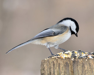 Black-capped Chickadee