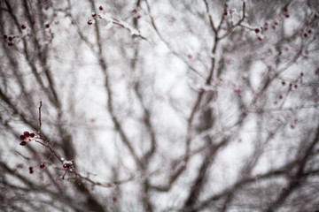 Hawthorn covered with hoarfrost