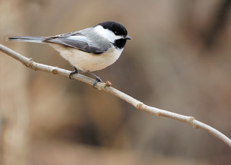 Black-capped Chickadee