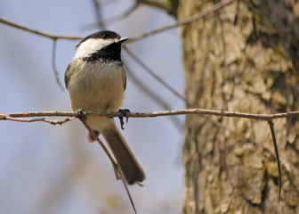 Obraz premium Black-capped Chickadee
