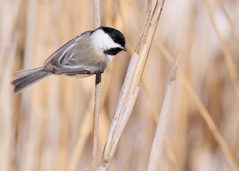 Black-capped Chickadee