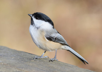 Black-capped Chickadee