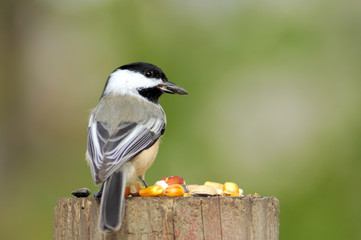 Black-capped Chickadee