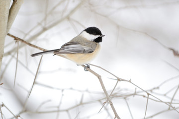 Black-capped Chickadee
