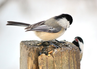 Black-capped Chickadee