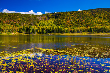 Lily pods and a pond in Acadia National Park, Maine.