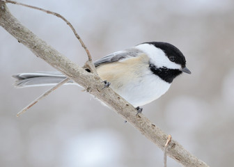 Black-capped Chickadee