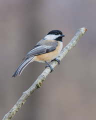 Obraz premium Black-capped Chickadee