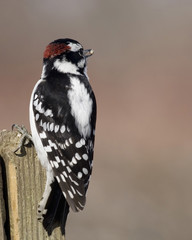 Downy Woodpecker (Picoides pubescens)