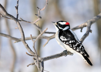 Downy Woodpecker