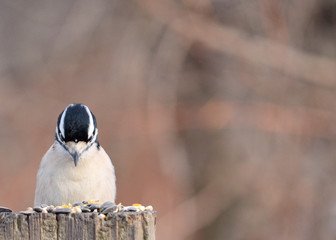 Fototapeta premium Downy Woodpecker