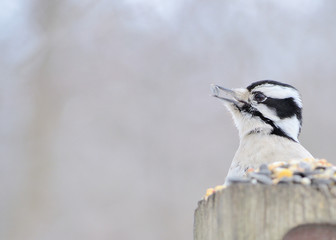 Downy Woodpecker