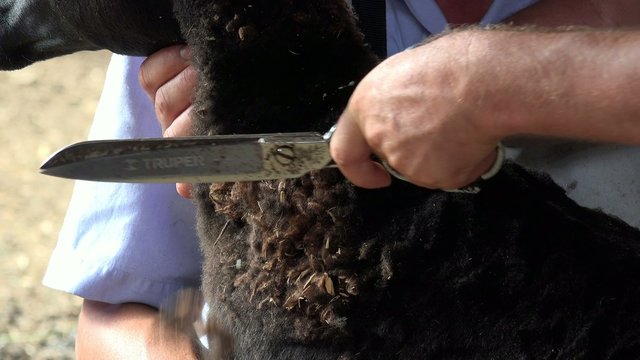 Shearing Sheep