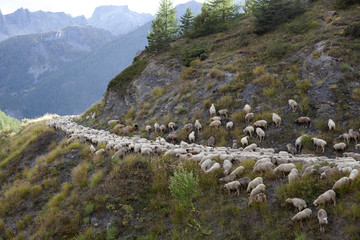 Saison Berger, Alpes de hautes Provence