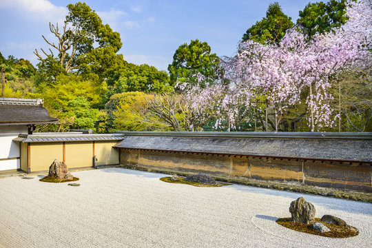 Fototapeta Kyoto, Japan at Ryoan-ji Temple in Spring