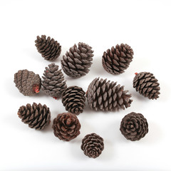 Pine cones