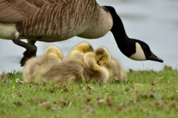 Canada Goose Goslings