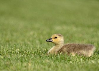 Canada Goose Gosling