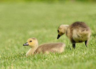 Canada Goose Goslings