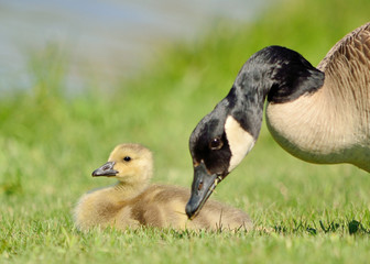 Canada Goose Gosling