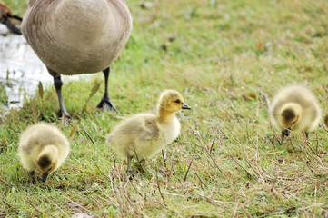 Canada Goose Goslings