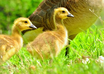 Canada Goose Goslings