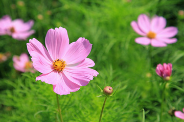 Pink cosmos flowers