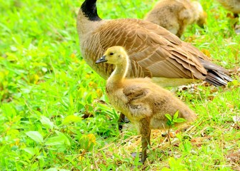 Canada Goose Gosling