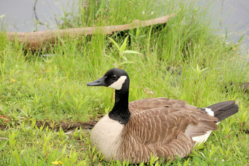 Canada Goose