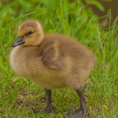 Canada Goose Gosling