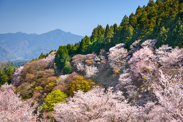 Spring Landscape in Nara, Japan