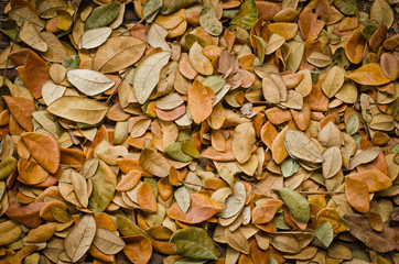 leaves background