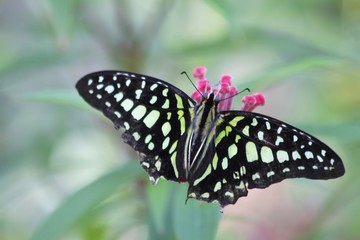 Fototapeta na wymiar Striped swordtail butterfly - fairchild gardens