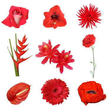 Collage of red flowers on a white background