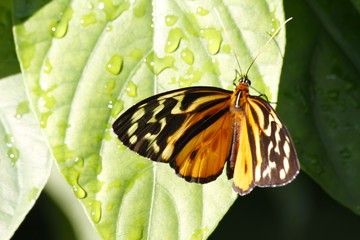 Tiger longwing butterfly dorsal view