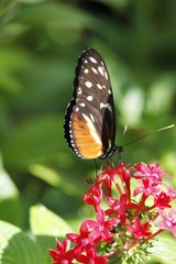 Naklejka na ściany i meble Tiger longwing butterfly - ventral view