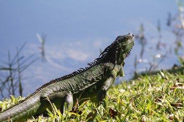 Green Iguana Sunbathing- Fairchild