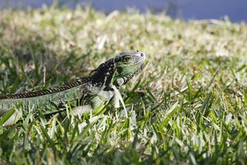 Green Iguana Sunbathing- Fairchild