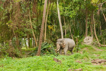 Elephant in the green jungle