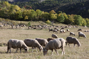 Saison Berger, Alpes de hautes Provence