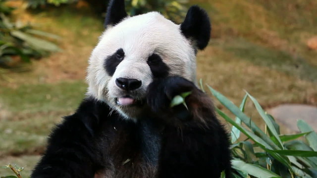 Panda feeding and facing the camera