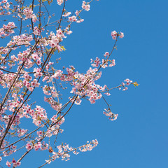 Japanese cherry