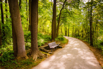 Bench along a path through the forest at Centennial Park in Colu