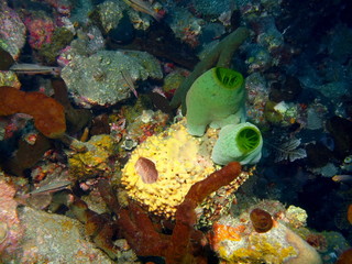Sea squirt, Island Bali, Tulamben