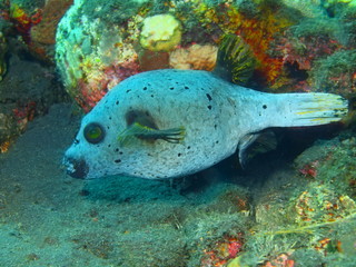 Boxfish, Island Bali, Tulamben