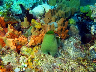 Sea squirt, Island Bali, Tulamben