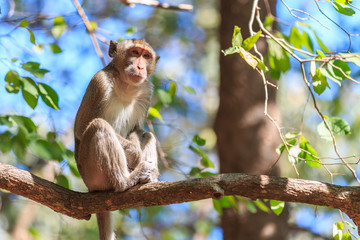 Monkey (Crab-eating macaque) on tree in Thailand