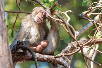 Monkey (Crab-eating macaque) on tree in Thailand