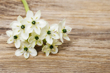 Spring background with arabian star flower (ornithogalum arabicu